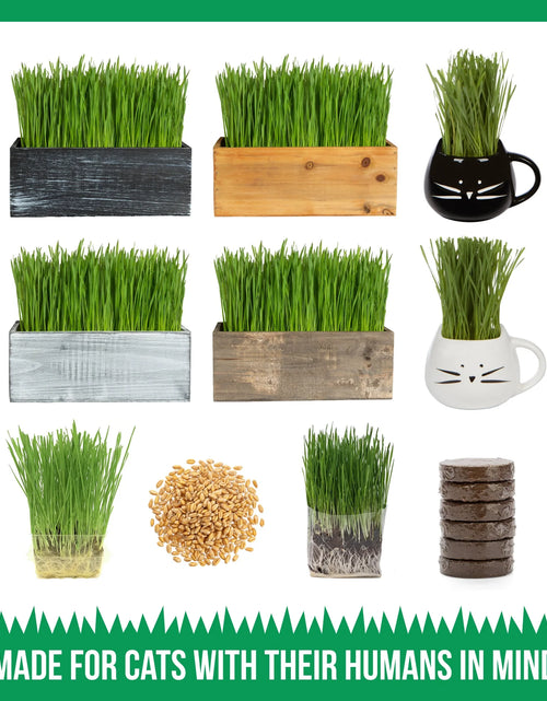 Load image into Gallery viewer, Kit De Hierba Orgánica Para Gatos Con Maceta De Cerámica Negra Para Gatos, Set De Regalo Fácil De Plantar En Interiores

